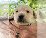 Puppy Yellow Male Labrador Retriever