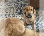 Small #13 Chihuahua-Labrador Retriever Mix