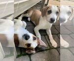 Small #11 Beagle Mix