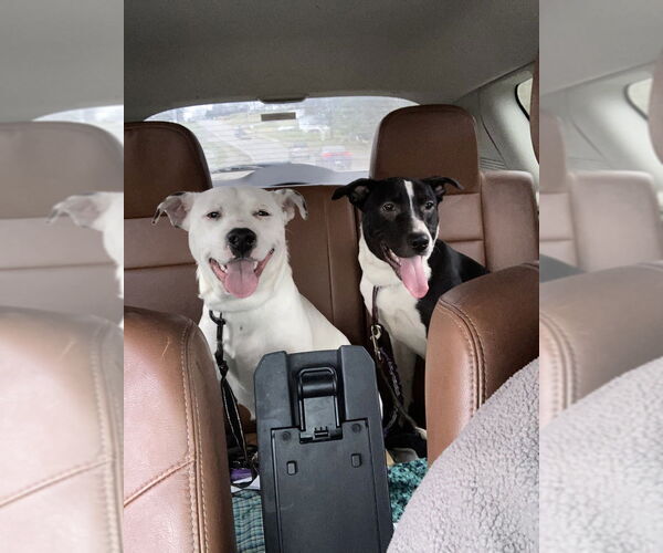 Medium Photo #2 Mutt Puppy For Sale in Aurora, IN, USA