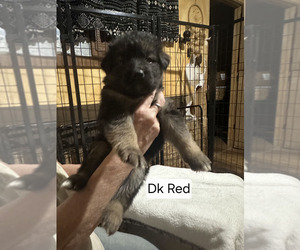 Medium German Shepherd Dog