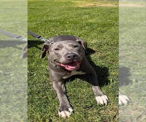 Mutt Dogs for adoption in Center Township, PA, USA
