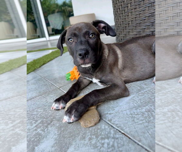 Medium Photo #2 Labrenees Puppy For Sale in Sanford, FL, USA