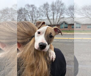 Mutt Dogs for adoption in Clarkston, MI, USA