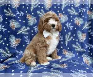 Cock-A-Poo Puppy for sale in LAKELAND, FL, USA