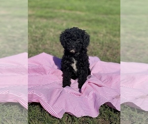 Poodle (Toy) Puppy for sale in EL CAMPO, TX, USA