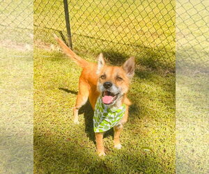 Mutt Dogs for adoption in Greenville, SC, USA