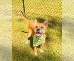 Foxy - Female Mutt Dog for Adoption - Small photo