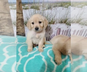 Golden Retriever Puppy for sale in MERIDIAN, MS, USA
