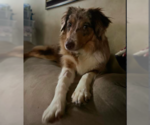 Small #5 Australian Shepherd