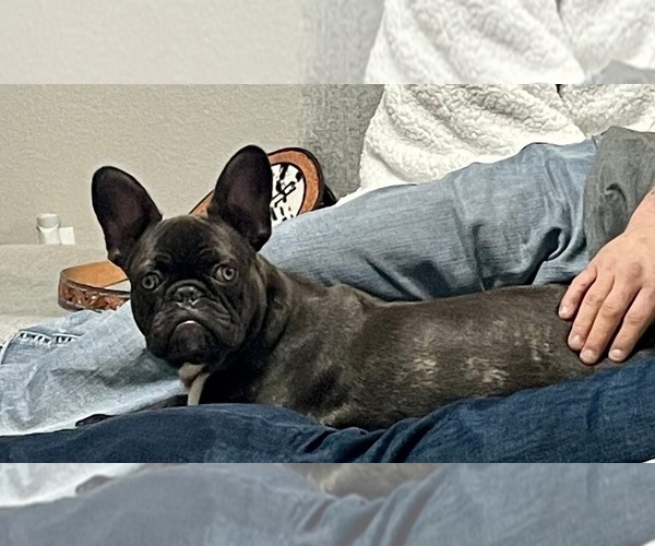 Medium Photo #1 French Bulldog Puppy For Sale in TEMPLE, TX, USA