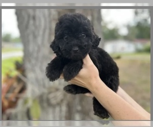 Goldendoodle Puppy for sale in BRADENTON, FL, USA