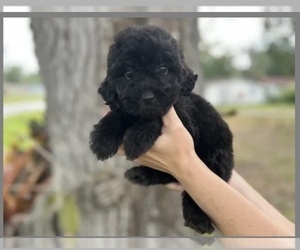 Goldendoodle Puppy for sale in BRADENTON, FL, USA