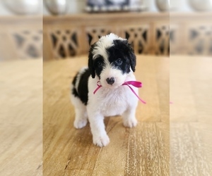 Sheepadoodle Puppy for sale in GULF SHORES, AL, USA