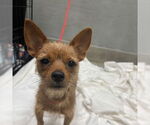 Small Chihuahua Mix