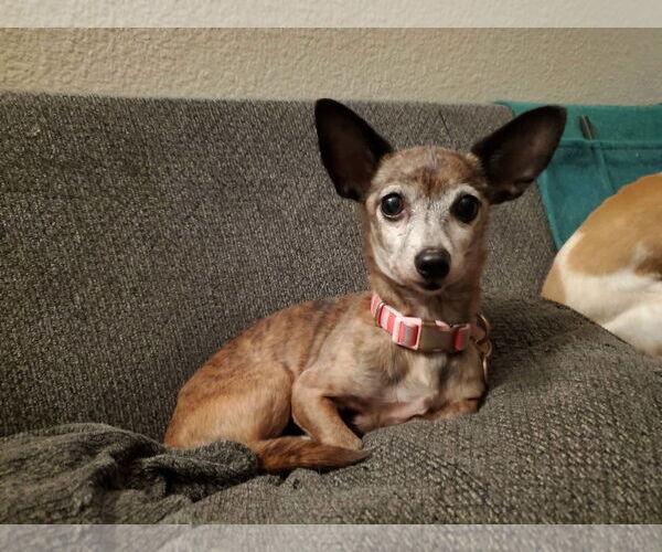 Medium Photo #5 Chihuahua-Unknown Mix Puppy For Sale in Temecula, CA, USA
