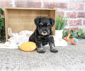 Schnauzer (Miniature) Puppy for sale in SYRACUSE, IN, USA