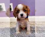 Puppy 2 Cavalier King Charles Spaniel