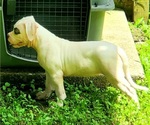 Small Photo #1 American Bulldog Puppy For Sale in THE WOODLANDS, TX, USA