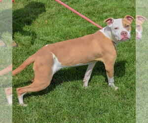 Sunny - Female American Staffordshire Terrier-Boxer Mix Dog for Adoption - Photo #2