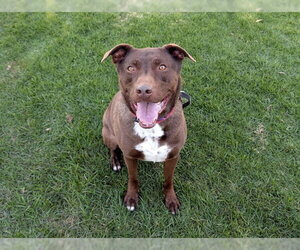 Labrador Retriever-Unknown Mix Dogs for adoption in San Clemente, CA, USA