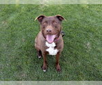 Small Labrador Retriever Mix