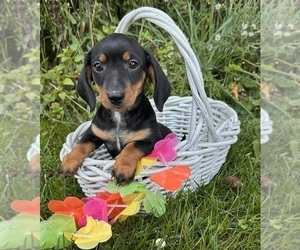 Dachshund Puppy for sale in MIDDLEBURY, IN, USA