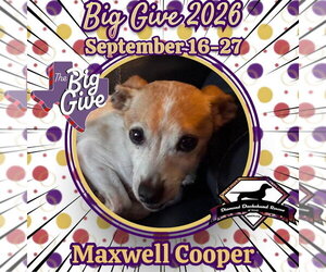 Chiweenie Dogs for adoption in San Antonio, TX, USA