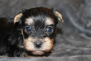 Yorkshire Terrier Puppy for sale in OLLA, LA, USA