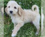 Small Photo #1 Bernedoodle Puppy For Sale in PLACERVILLE, CA, USA
