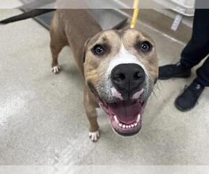 American Staffordshire Terrier-Unknown Mix Dogs for adoption in Grand Prairie, TX, USA