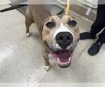 Small American Staffordshire Terrier Mix
