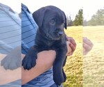 Puppy Luna Labrador Retriever