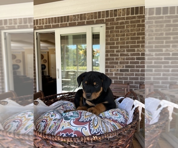Medium Photo #2 Rottweiler Puppy For Sale in NOBLESVILLE, IN, USA