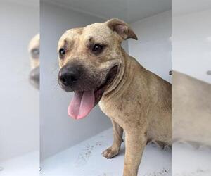 American Pit Bull Terrier Dogs for adoption in Houston, TX, USA