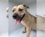 Small American Pit Bull Terrier
