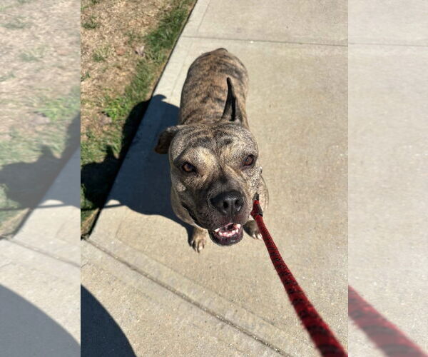 Medium Photo #4 Bull-Boxer Puppy For Sale in Germantown, OH, USA