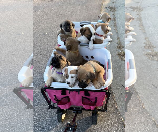 Medium Photo #3 Mutt Puppy For Sale in Holly Springs, NC, USA