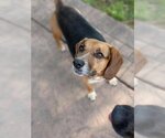 Small Photo #8 Beagle-Unknown Mix Puppy For Sale in Wichita, KS, USA
