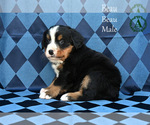 Small Photo #19 Bernese Mountain Dog Puppy For Sale in HARRISONBURG, VA, USA