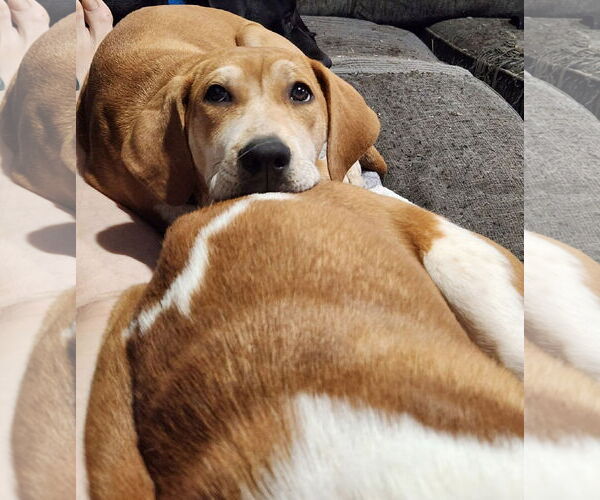 Medium Photo #7 Mutt Puppy For Sale in Plainfield, IL, USA