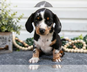 Medium Dachshund