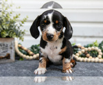 Puppy Mckenna Dachshund