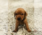 Small Photo #2 Labrador Retriever Puppy For Sale in STEVENS, PA, USA