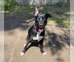 Bluebell - Female German Shepherd Dog-Unknown Mix Dog for Adoption - Photo #6