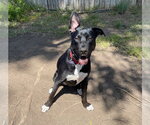Small #5 German Shepherd Dog Mix