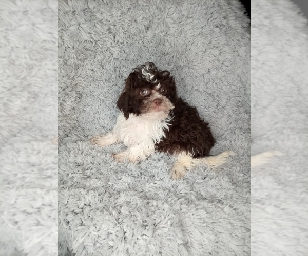 Medium Photo #7 Shih-Poo Puppy For Sale in INDIANAPOLIS, IN, USA
