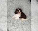 Small Photo #7 Shih-Poo Puppy For Sale in INDIANAPOLIS, IN, USA