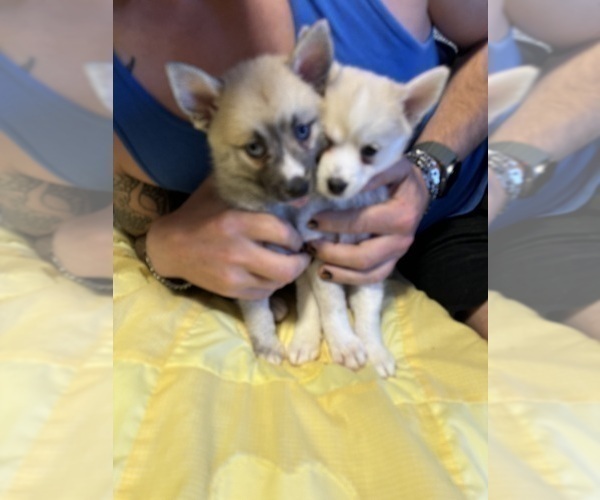 Medium Photo #64 Pomsky Puppy For Sale in LOVELAND, CO, USA