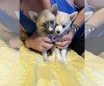 Small #62 Pomsky